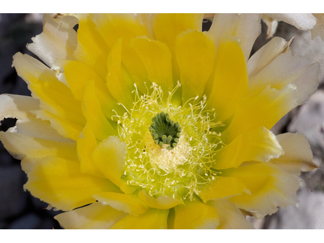 Echinocereus dasyacanthus (Texas rainbow cactus) #48016