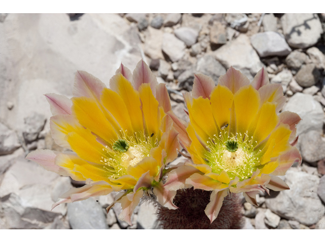 Echinocereus dasyacanthus (Texas rainbow cactus) #48018