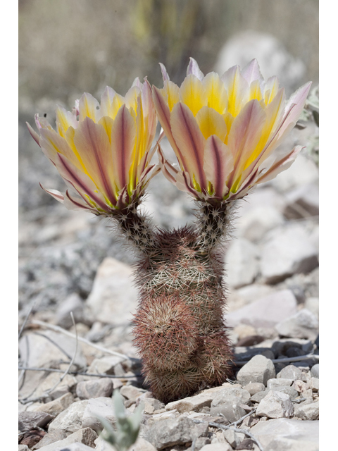 Echinocereus dasyacanthus (Texas rainbow cactus) #48019