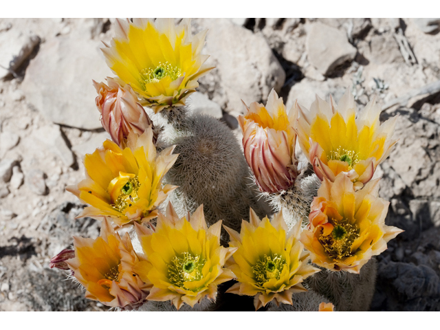 Echinocereus dasyacanthus (Texas rainbow cactus) #48020
