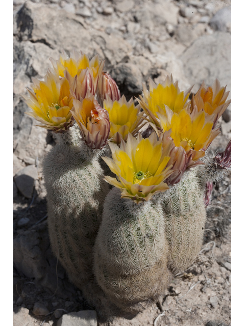 Echinocereus dasyacanthus (Texas rainbow cactus) #48021