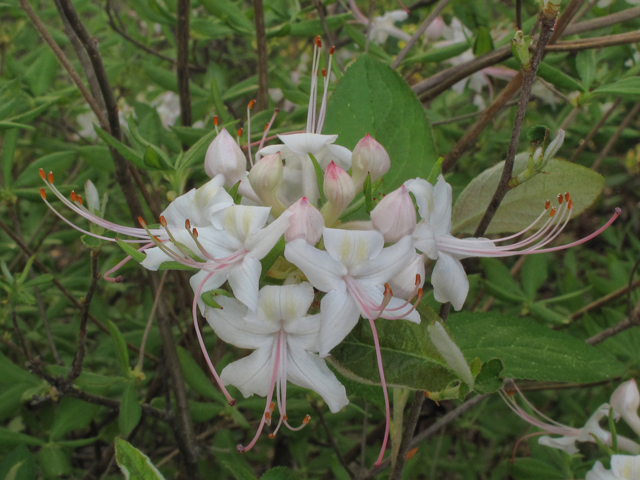 Rhododendron alabamense (Alabama azalea) #38500