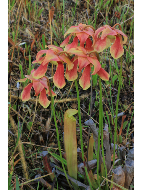 Sarracenia rehderi (Rehder's hybrid pitcherplant) #38511
