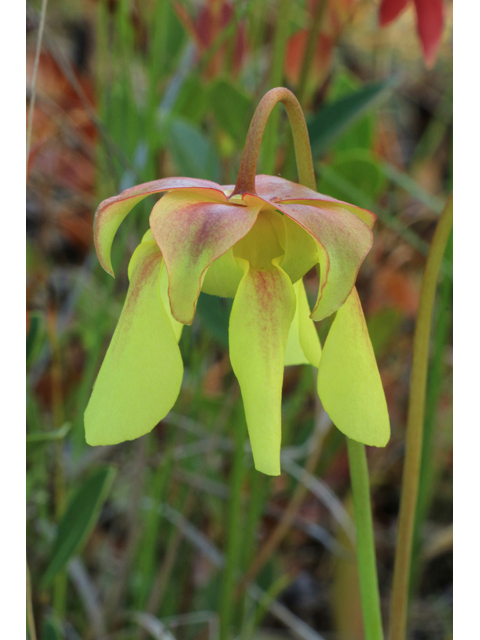 Sarracenia rehderi (Rehder's hybrid pitcherplant) #38512