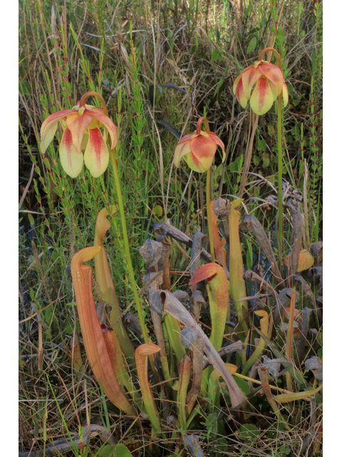 Sarracenia rehderi (Rehder's hybrid pitcherplant) #38514
