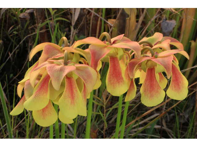 Sarracenia rehderi (Rehder's hybrid pitcherplant) #38516