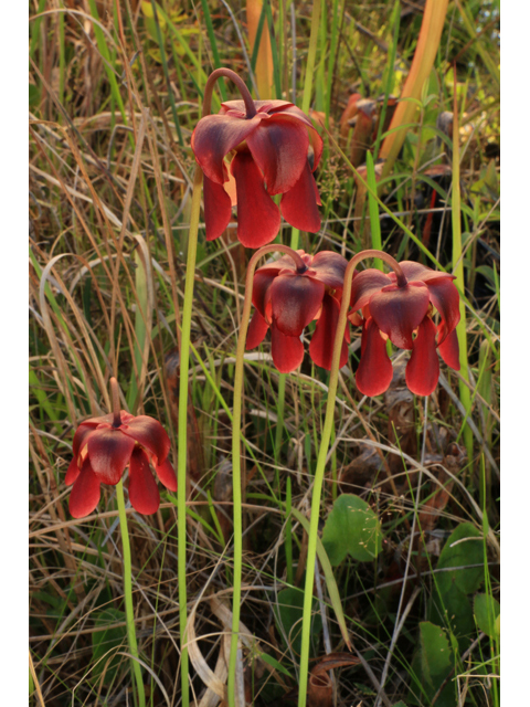 Sarracenia rubra ssp. rubra (Sweet pitcherplant) #38517