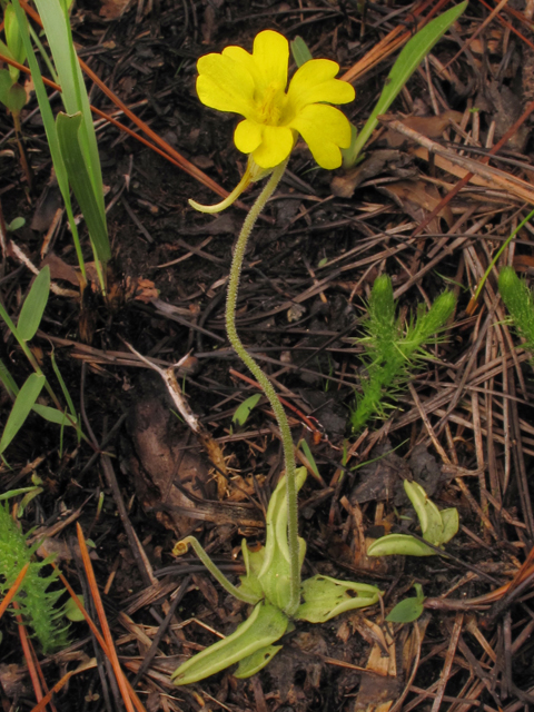 Pinguicula lutea (Yellow butterwort) #38518