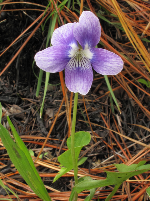 Viola septemloba (Southern coastal violet) #38519
