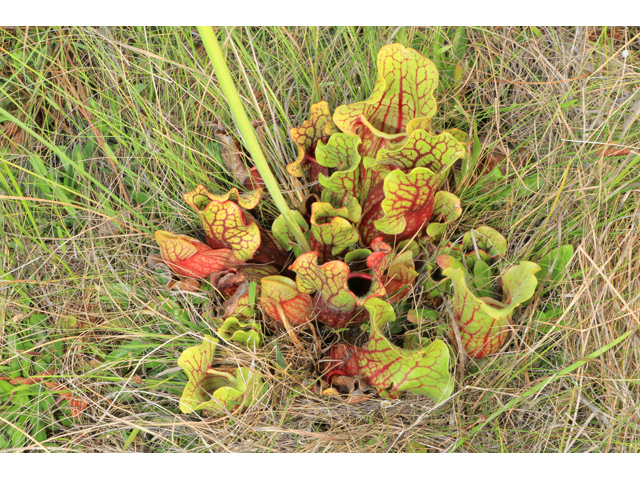 Sarracenia purpurea var. purpurea (Purple pitcherplant) #38530