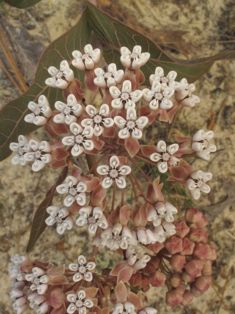 Asclepias humistrata (Pinewoods milkweed) #38531