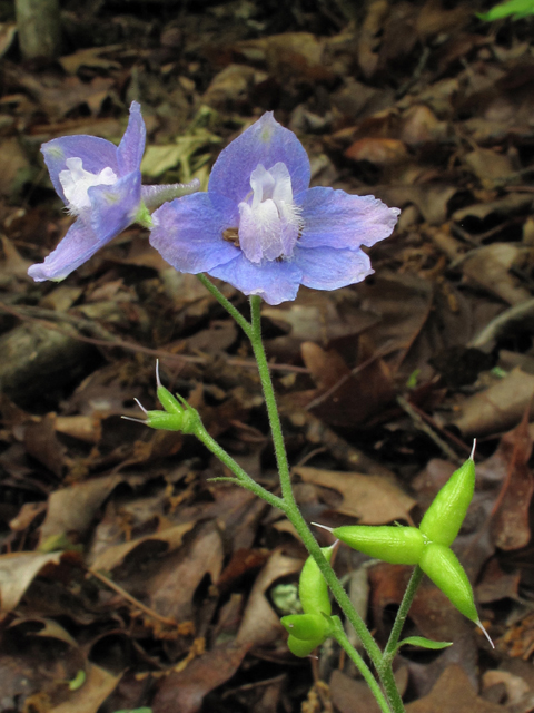 Delphinium alabamicum (Alabama larkspur) #38537