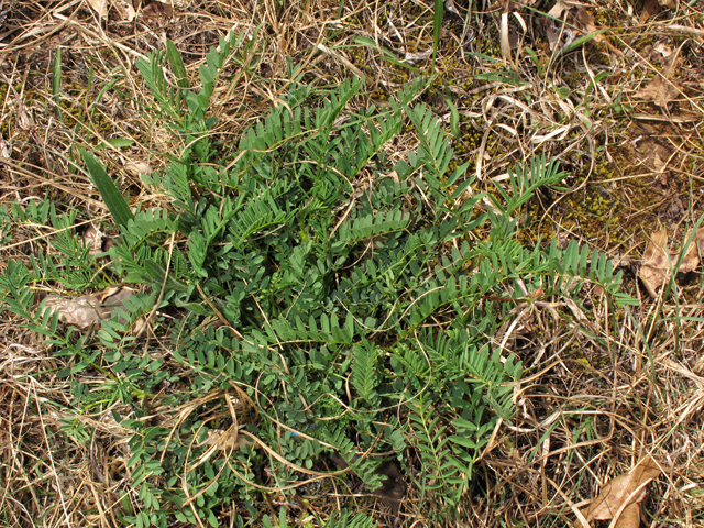 Astragalus bibullatus (Limestone glade milkvetch) #38541