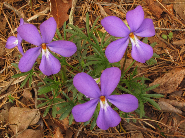 Viola pedata (Birdfoot violet) #38550