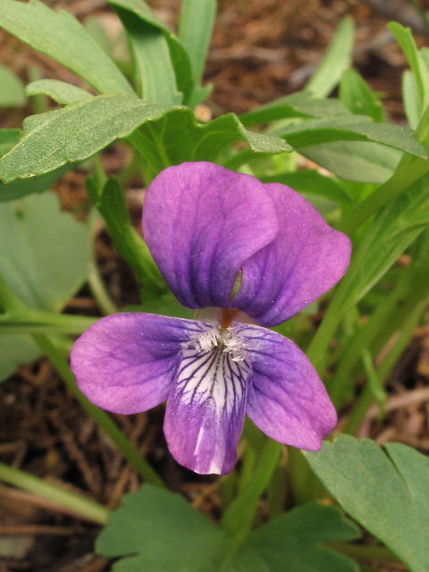 Viola egglestonii (Glade violet) #38555