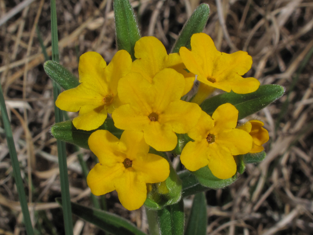 Lithospermum canescens (Hoary puccoon) #38558