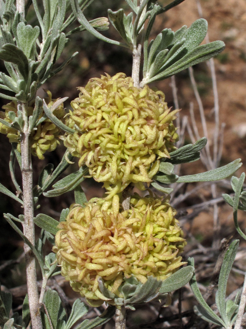 Artemisia tridentata (Big sagebrush) #38566