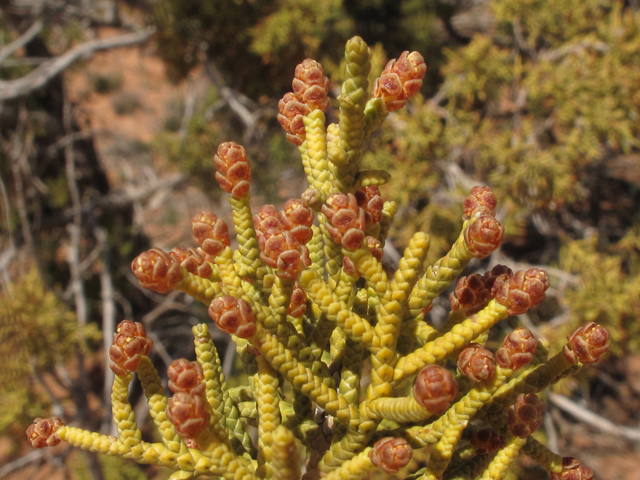 Juniperus osteosperma (Utah juniper) #38572