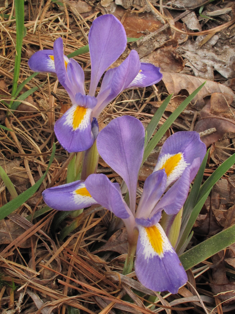Iris verna var. smalliana (Dwarf violet iris) #38576