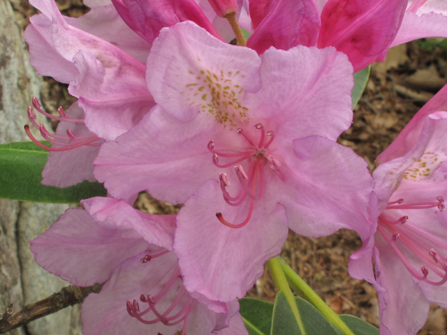 Rhododendron catawbiense (Catawba rosebay) #38579