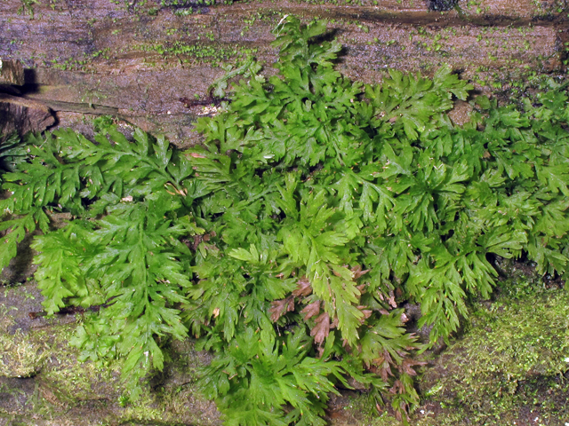 Trichomanes boschianum (Appalachian bristle fern) #38584