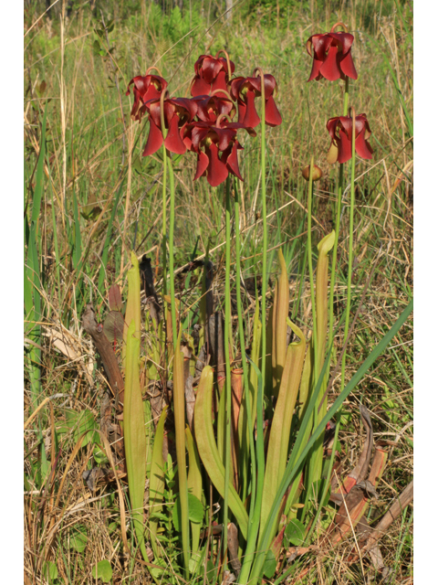 Sarracenia rubra ssp. rubra (Sweet pitcherplant) #38606