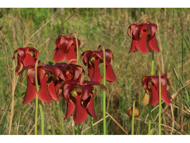 Sarracenia rubra ssp. rubra (Sweet pitcherplant) #38607