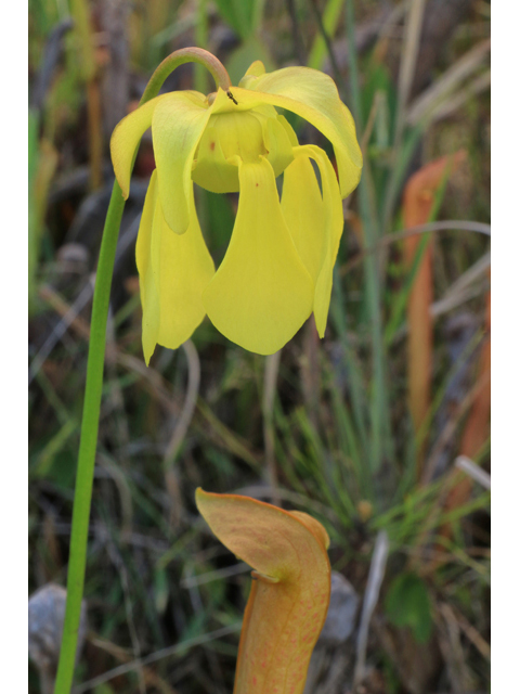 Sarracenia rubra ssp. rubra (Sweet pitcherplant) #38608