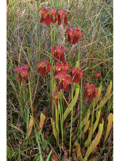 Sarracenia rubra ssp. rubra (Sweet pitcherplant) #38609