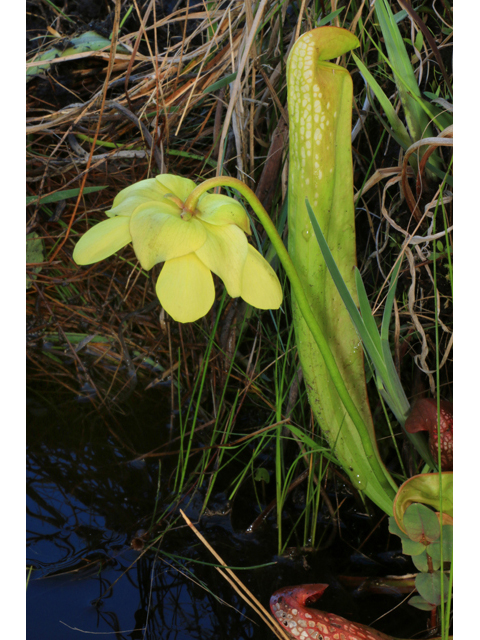 Sarracenia minor (Hooded pitcherplant) #38610