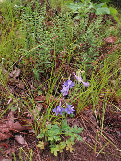 Delphinium alabamicum (Alabama larkspur) #38627