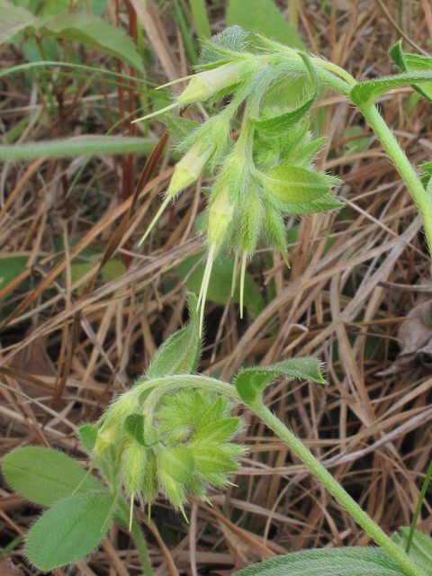 Onosmodium virginianum (Wild job's-tears) #38630