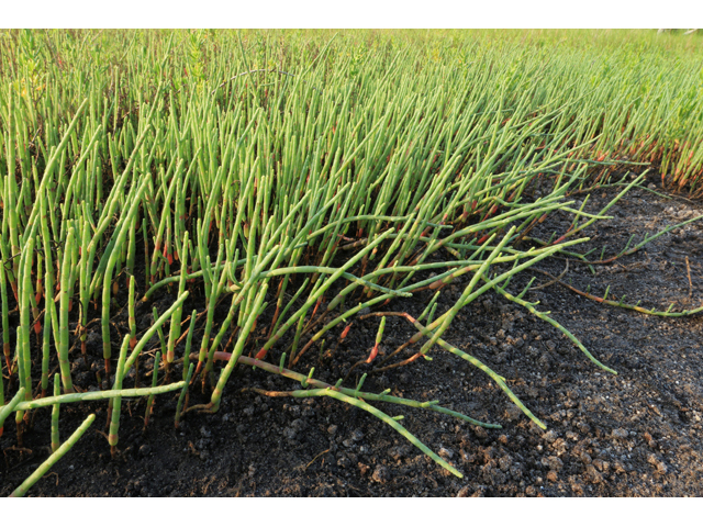 Salicornia depressa (Virginia glasswort) #38640