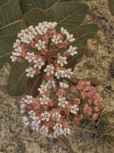 Asclepias humistrata (Pinewoods milkweed) #38644