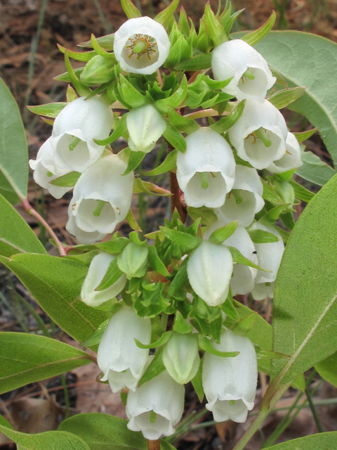 Lyonia mariana (Piedmont staggerbush) #38649