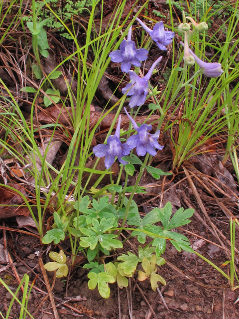 Delphinium alabamicum (Alabama larkspur) #38663