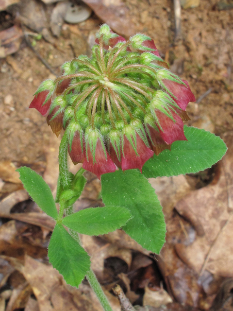 Trifolium reflexum (Buffalo clover) #38669