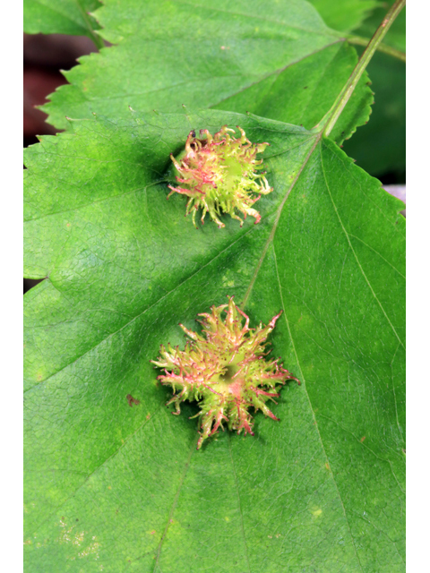 Crataegus macrosperma (Bigfruit hawthorn) #39239