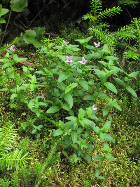 Houstonia purpurea var. montana (Roan mountain bluet) #39264