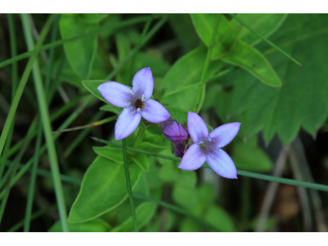 Houstonia purpurea var. montana (Roan mountain bluet) #39265