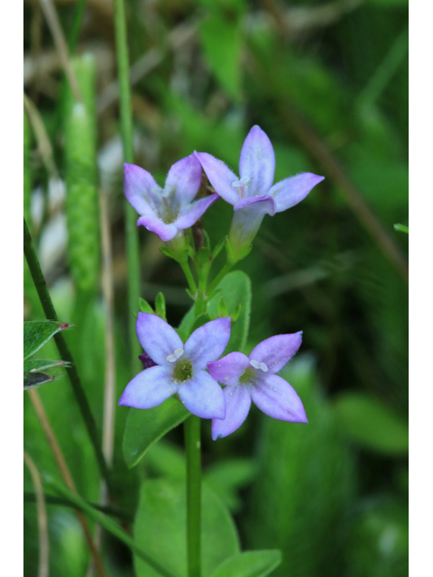 Houstonia purpurea var. montana (Roan mountain bluet) #39266