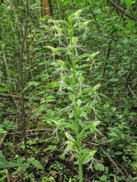 Platanthera lacera (Green fringed orchid) #39292
