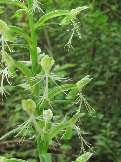 Platanthera lacera (Green fringed orchid) #39293