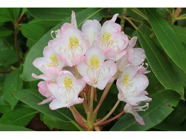 Rhododendron maximum (Great laurel) #39297