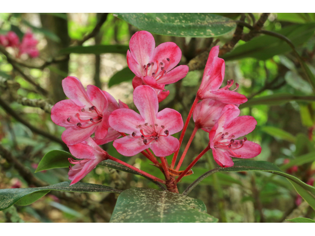 Rhododendron maximum (Great laurel) #39299
