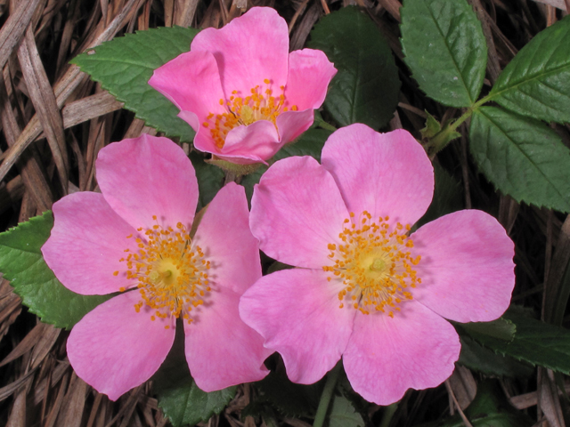 Rosa setigera (Climbing prairie rose) #39302