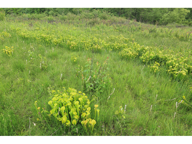 Sarracenia oreophila (Green pitcherplant) #39306