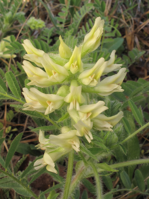 Astragalus tennesseensis (Tennessee milkvetch) #39320