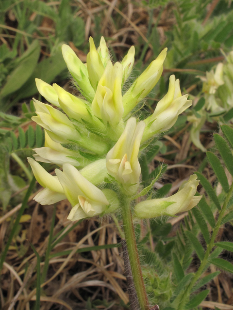 Astragalus tennesseensis (Tennessee milkvetch) #39321