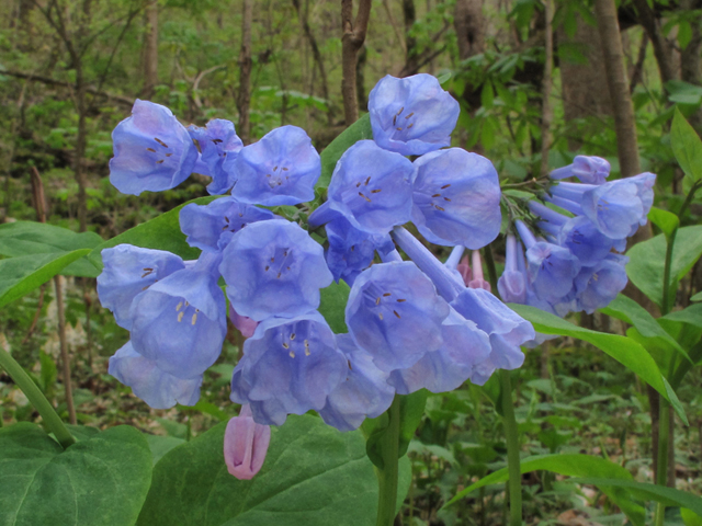 Mertensia virginica (Virginia bluebells) #39344